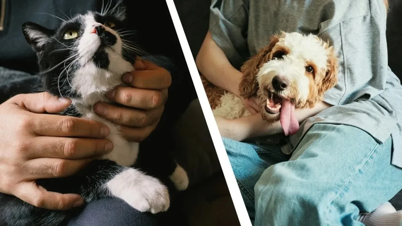 Kedi sahiplerini üzecek haber! Bilim insanları en mutlu eden evcil hayvanı seçti