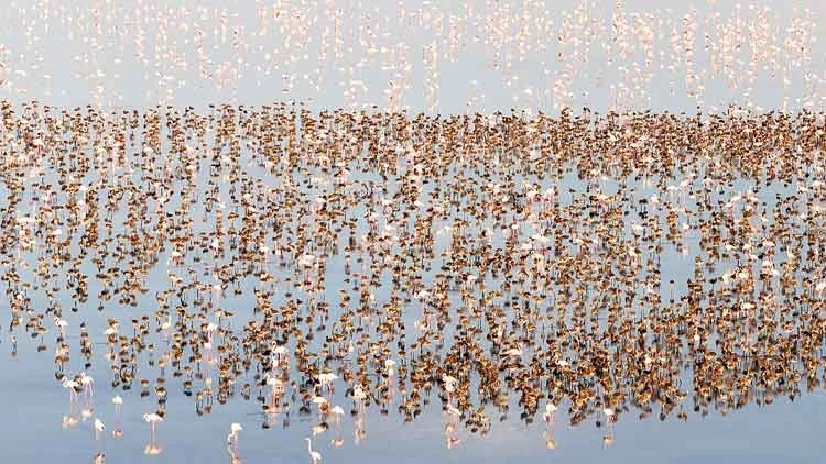 Flamingo rekoru: 12 bin 800 yeni yavru kuluçkadan çıktı