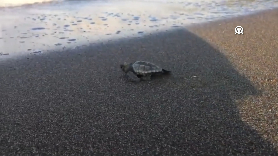 İztuzu Plajı'nda caretta caretta yavruları denizle buluşmaya başladı
