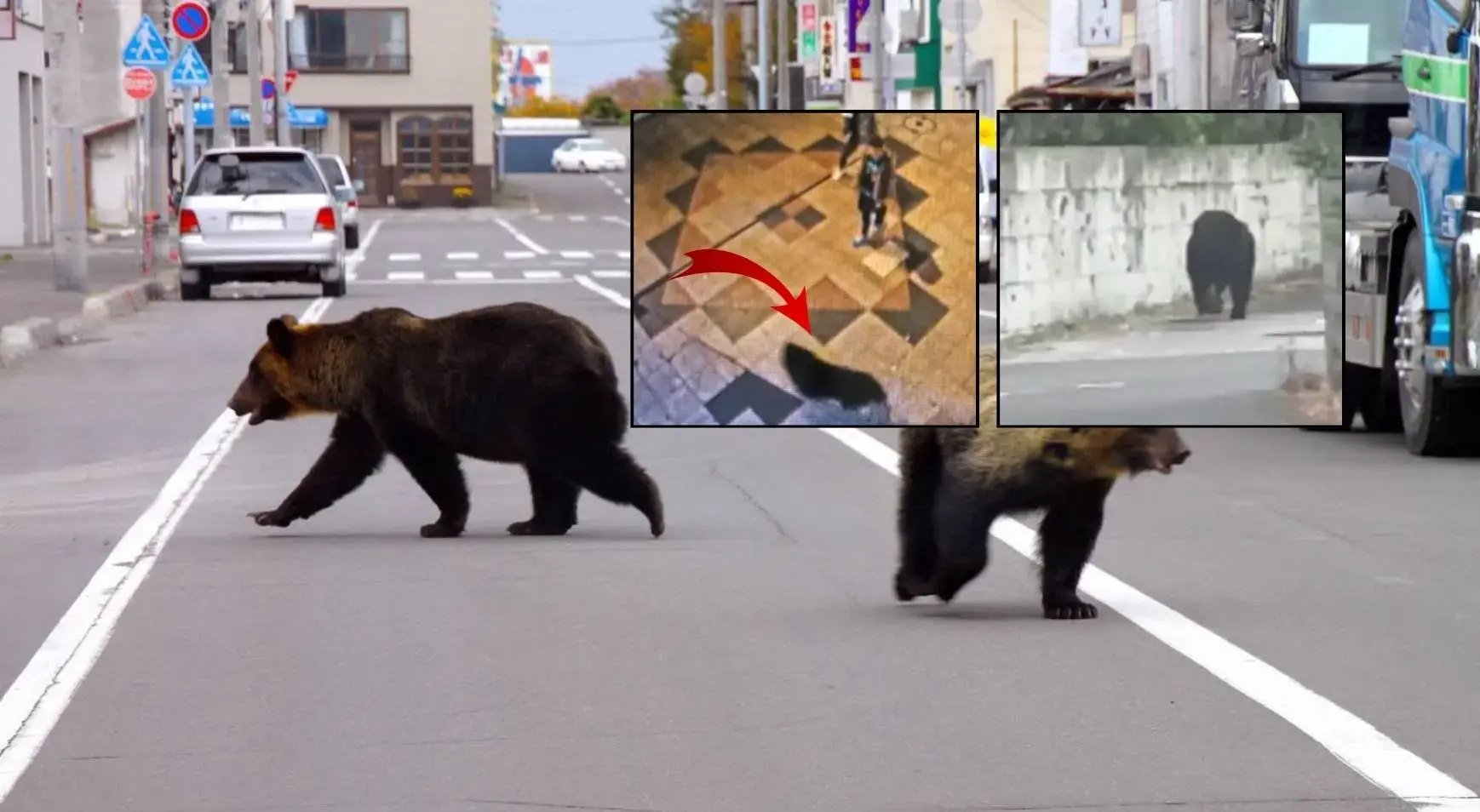 Şehir merkezine indi, tam 94 okul birden kapatıldı! Japonya'da ayı alarmı