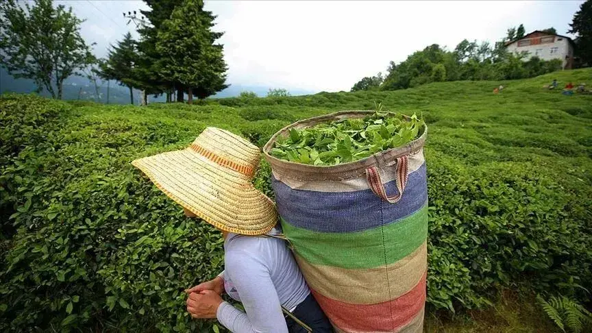 ÇAYKUR, ikinci sürgün yaş çay alımlarına yarın başlayacak