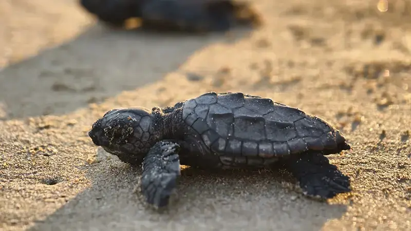 2026'nın ilk caretta yavruları denizle buluştu