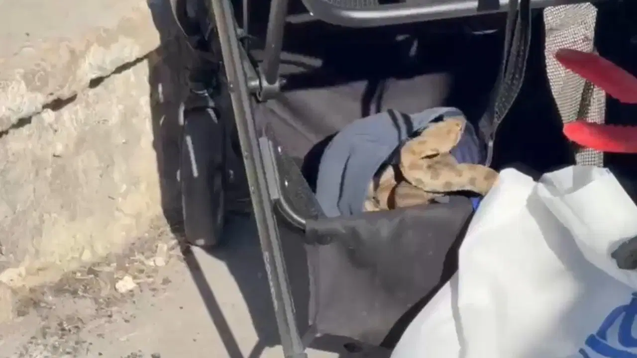 Şanlıurfa'da mesire alanında kabus: Bebek arabasından 1 metrelik yılan çıktı!