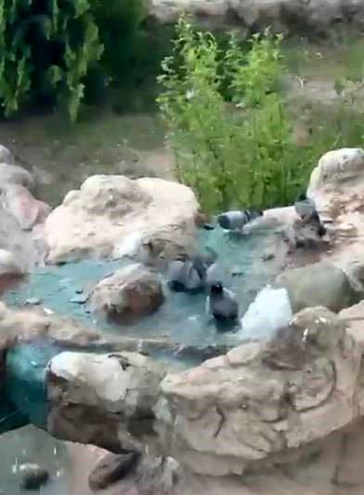 Elazığ'da kavurucu sıcaktan bunalan güvercinler suyla serinledi