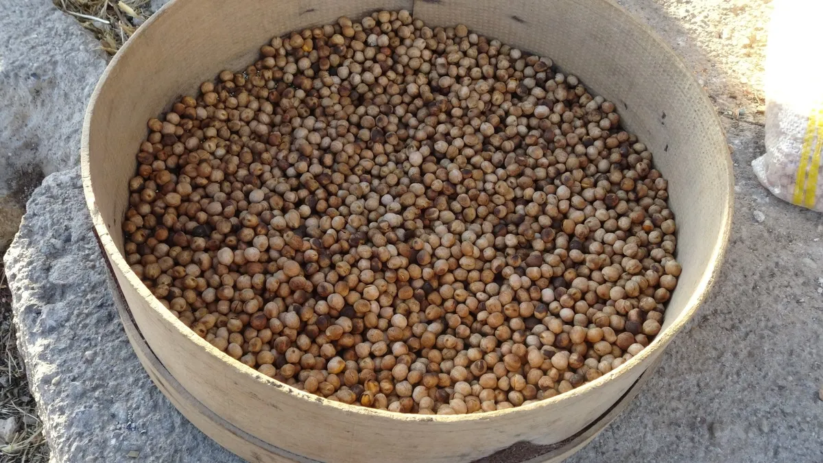 Tadını kumdan alıyor! Bin yıllık lezzet geleneği: Yiyen doyamıyor!