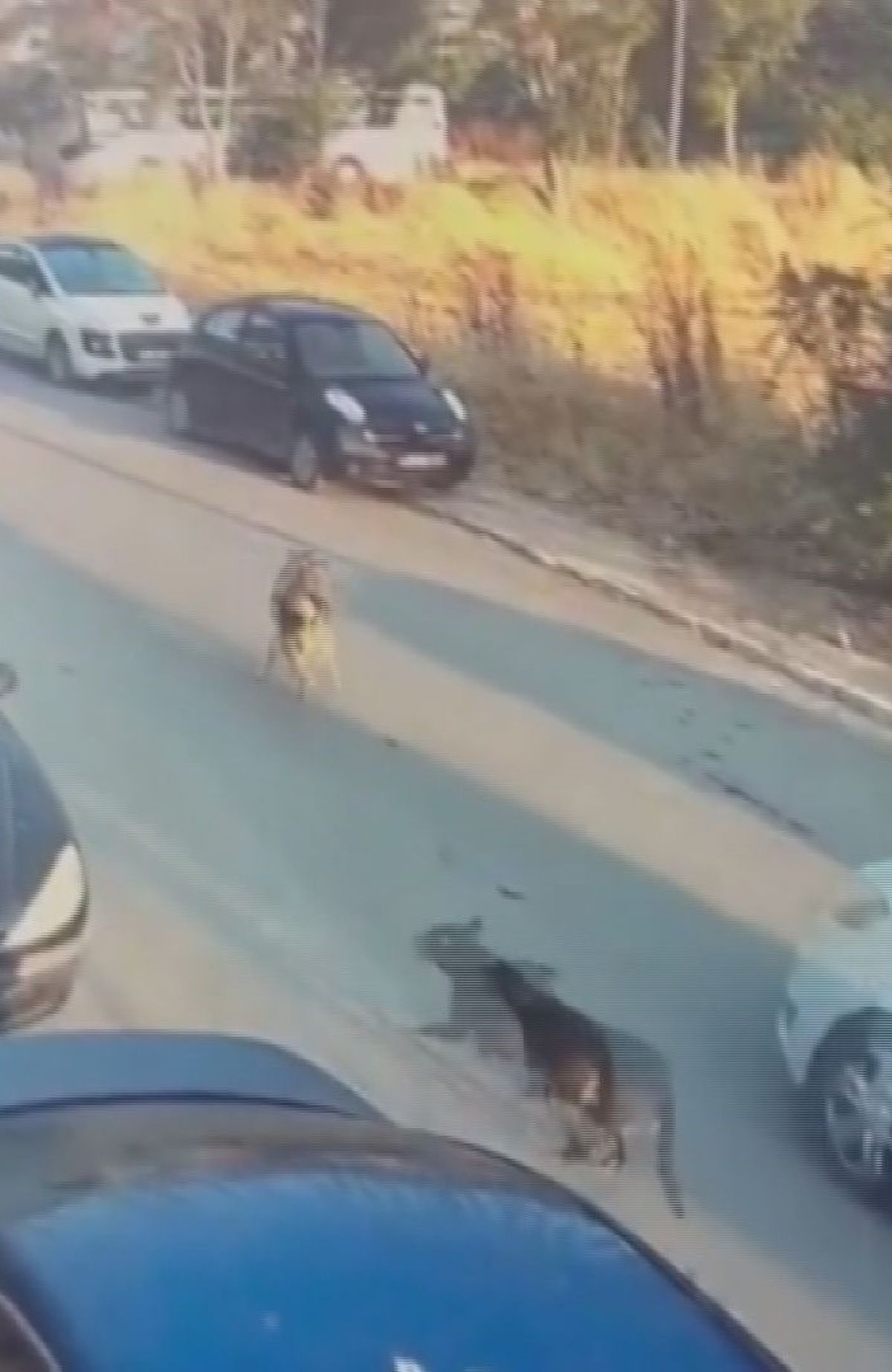 Silivri'de aracıyla sokak köpeğine çarpıp ölümüne neden olan sürücü tutuklandı