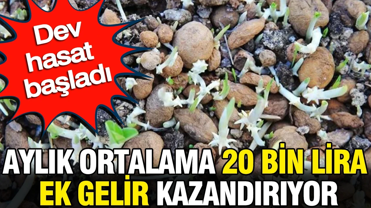 Aylık ortalama 20 bin lira ek gelir kazandırıyor: Dev hasat başladı