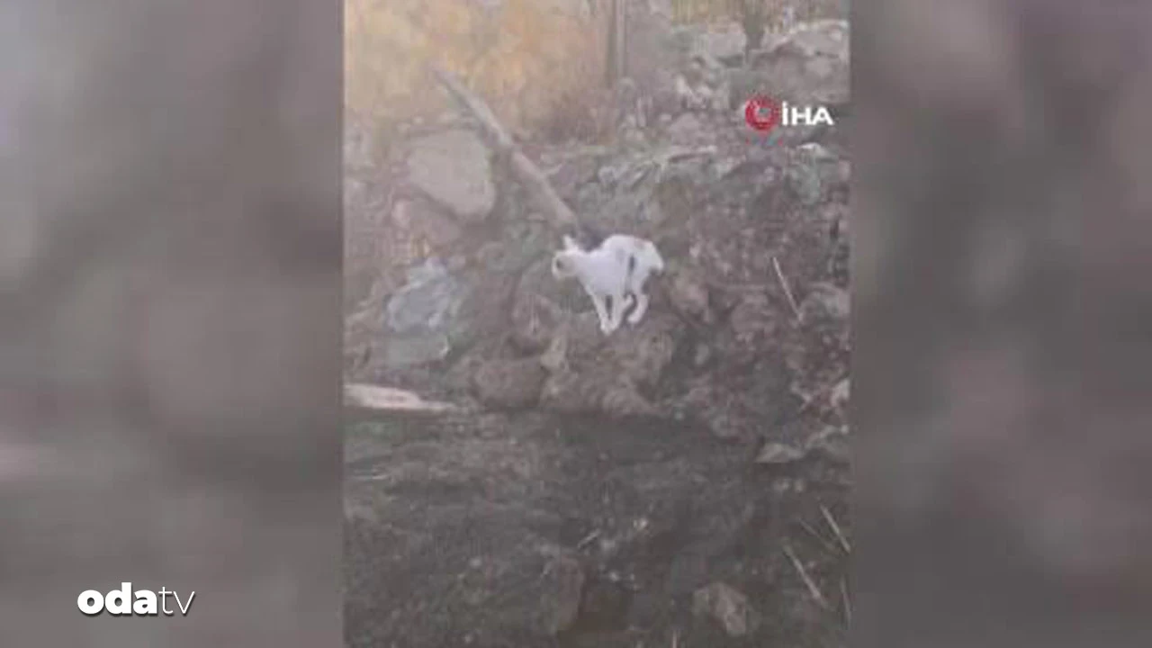 Anne kedi yangında telef olan yavrularını aradı