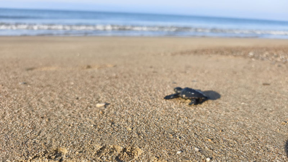 Akdeniz'in en büyük yuvalama kumsalında ilk caretta yavruları denizle buluştu