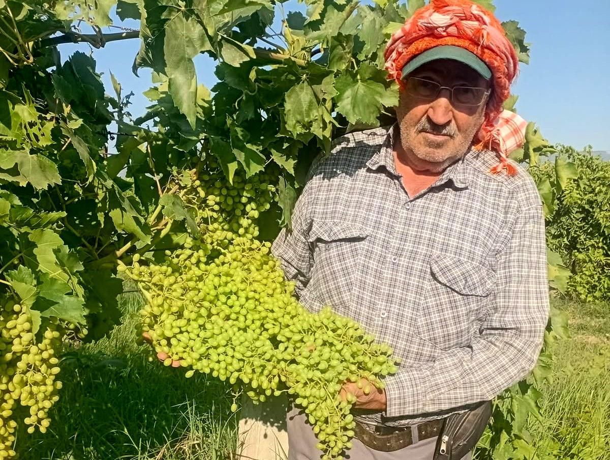 Sarıgöl'de dev salkımlar ihracat yolunda