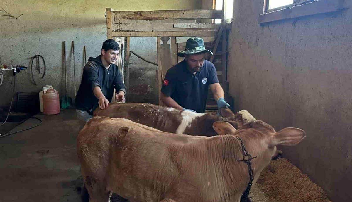 Aydıntepe'nin 8 köyünde buzağı küpeleme ve aşılama çalışmaları tamamlandı