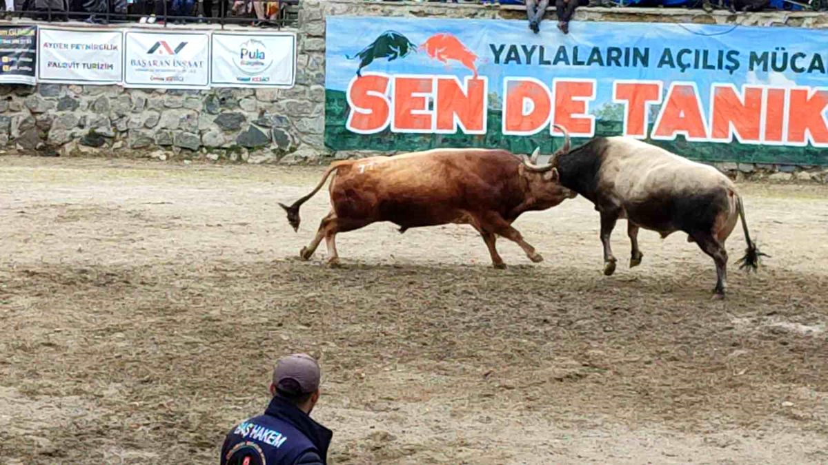 Ayder'de boğa güreşleri heyecanı yaşandı