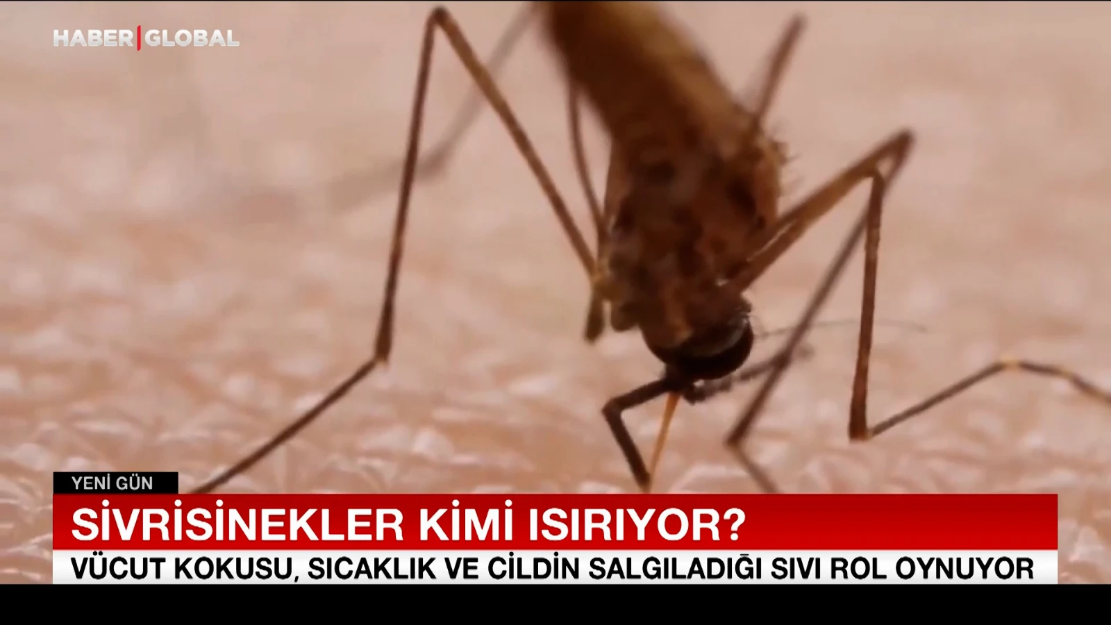 Bilim insanları açıkladı: Sivrisinekler en çok kimi ısırıyor?