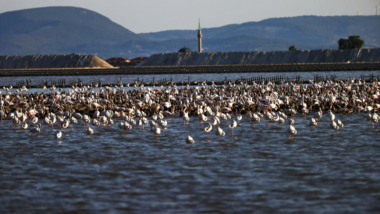 Gediz Deltası'nda 18 bin flamingo yavrusu dünyaya gözlerini açtı