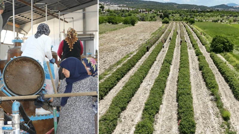 Isparta'nın nesi meşhur, ne alınır? Gül suyu, gül hasadı nasıl olur? Gül yağının kilosu ne kadar?