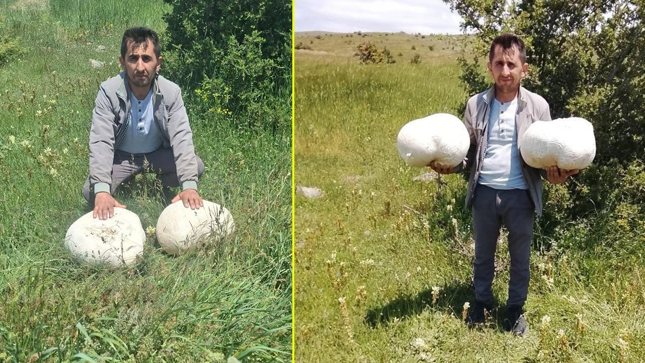 Sivas'ta doğada bulundu! Tam 20 kilo... Hayatlarında ilk kez gördüler
