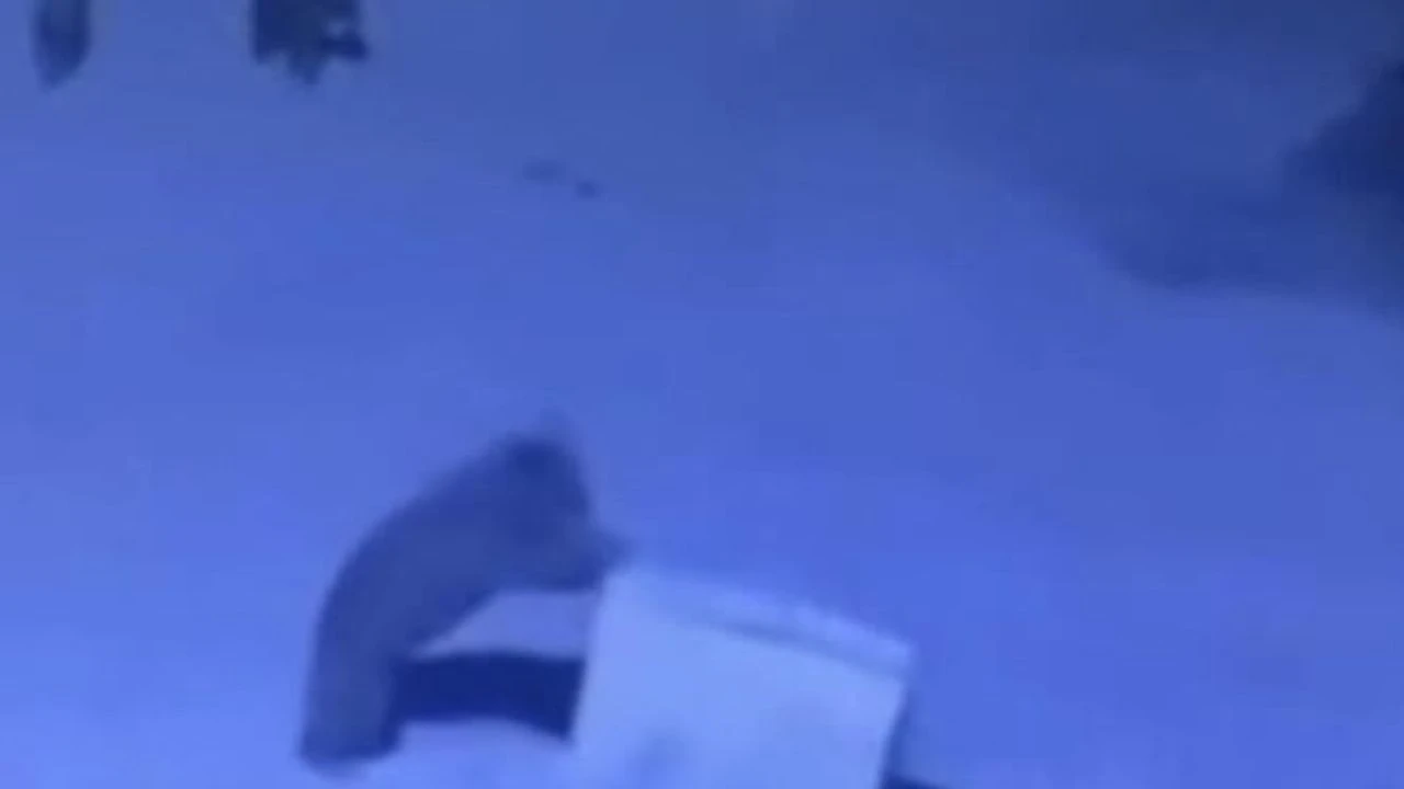Rize'de ayı ailesi çöp konteyneri ile oynadı