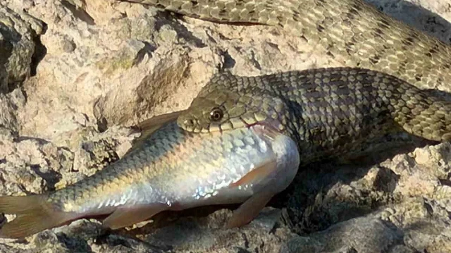 Elazığ’da yılanın balık avı kamerada