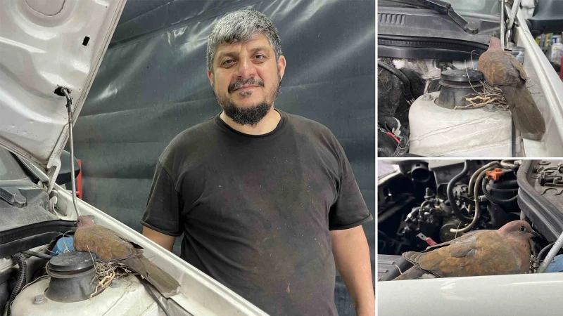 Bağcılar'da örnek davranış: Oto tamirhanesinde araca yuva yapan kumru için işi durdurdular