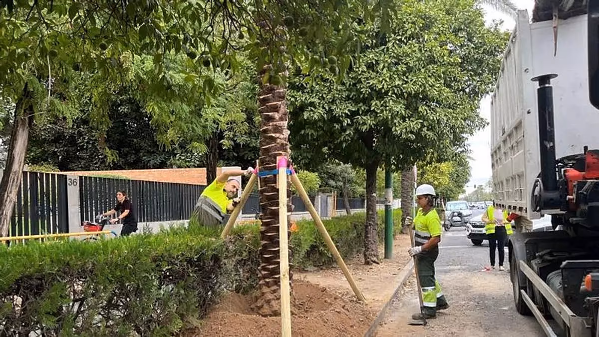Hırsızlık durumunda palmiyeleri bulmak için çip takıldı