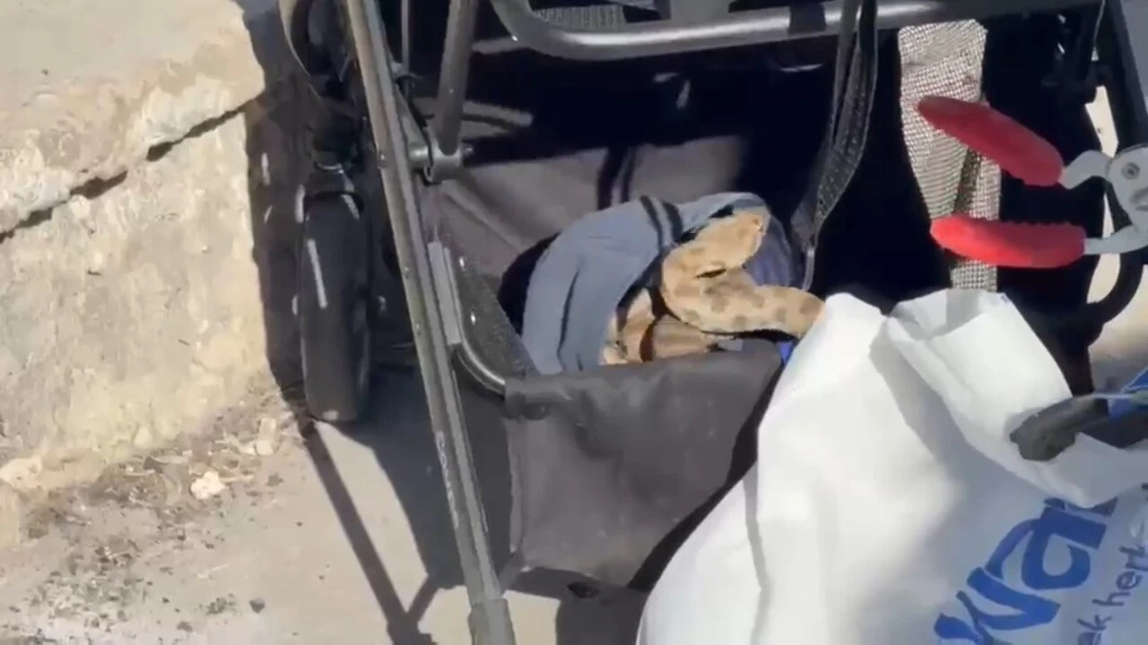 Bebek arabasına yılan girdi...Piknikte korku dolu anlar