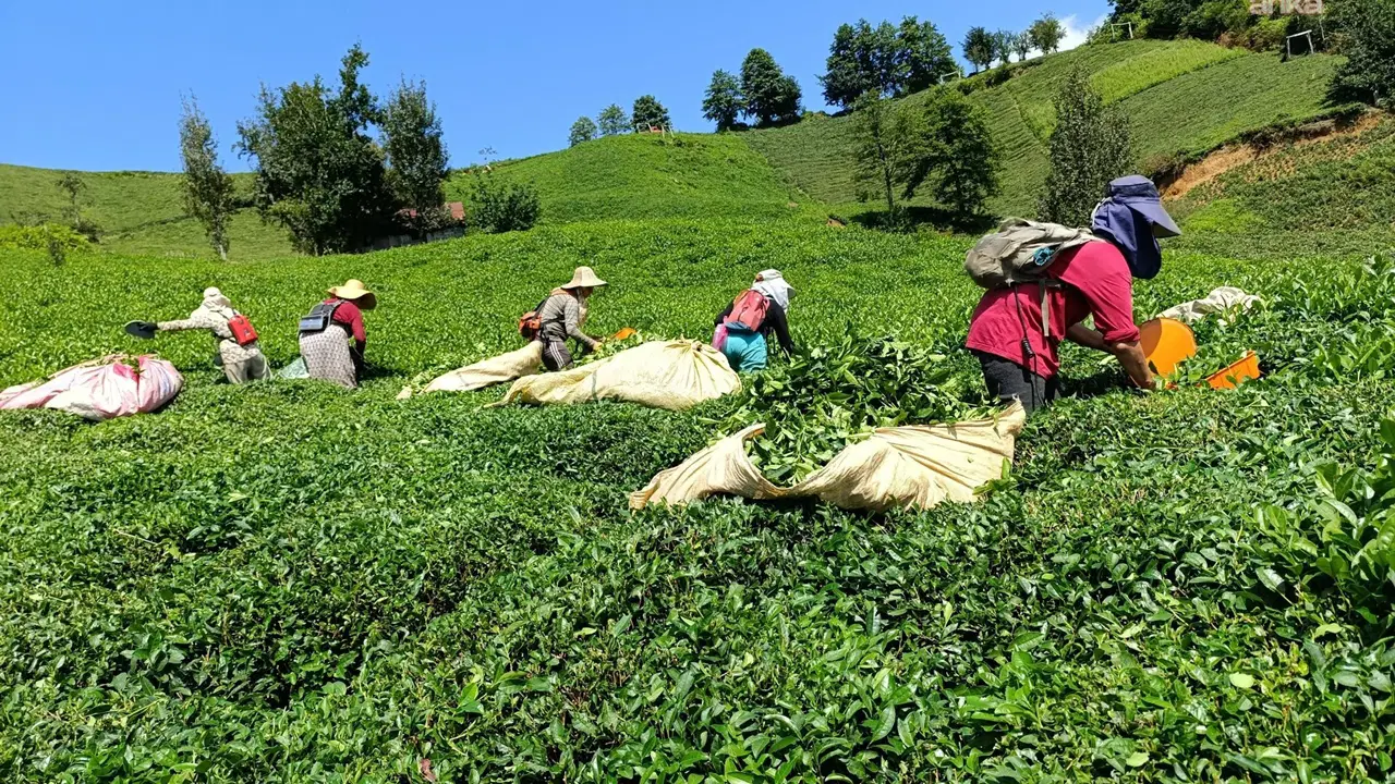 Rize’de çay üreticilerinden ÇAYKUR'a kota tepkisi: 'Yeter artık bu işe son verin'