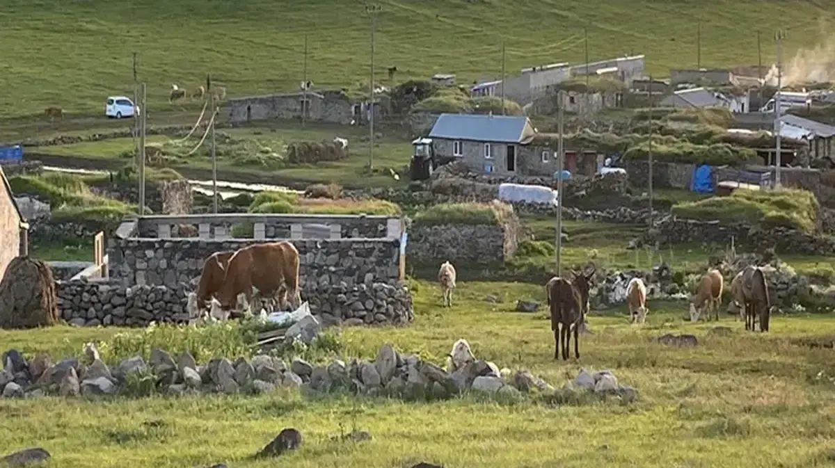 Yaylada üretim mesaisi başladı! Kadınlar sabahın ilk ışıklarıyla işe koyuluyor