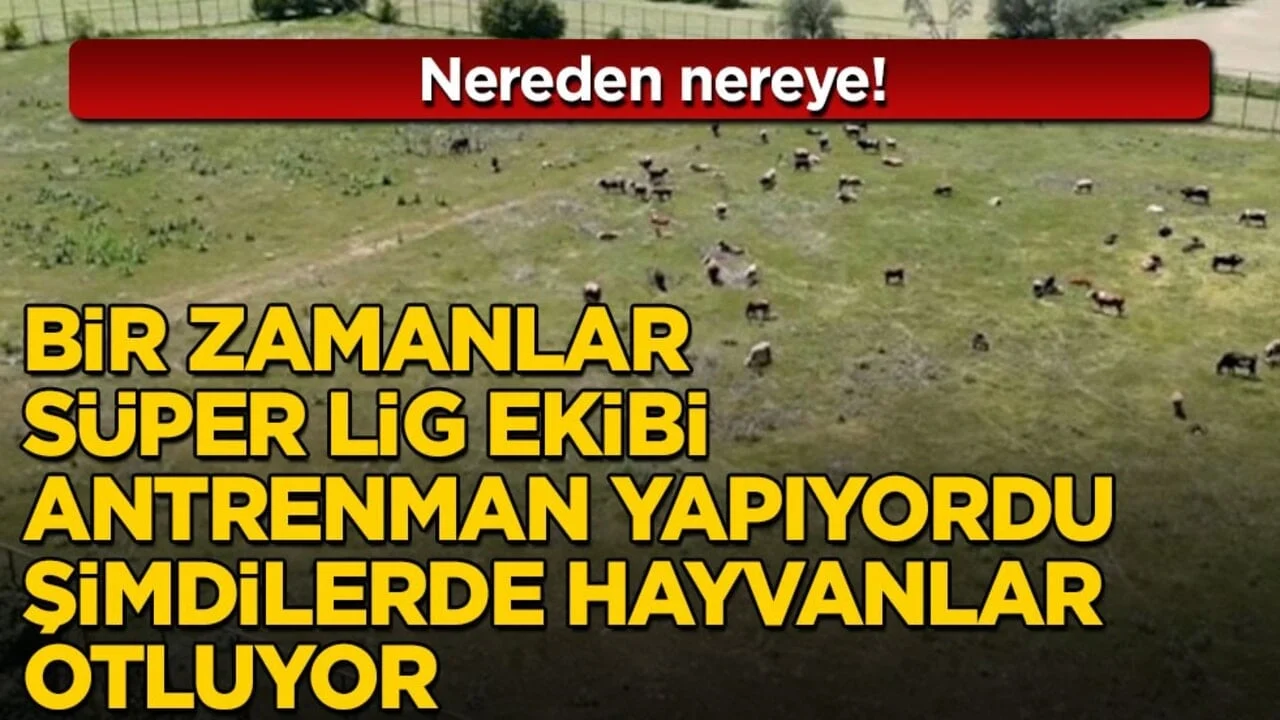 Nereden nereye! Bir zamanlar Süper Lig ekibi antrenman yapıyordu şimdilerde hayvanlar otluyor