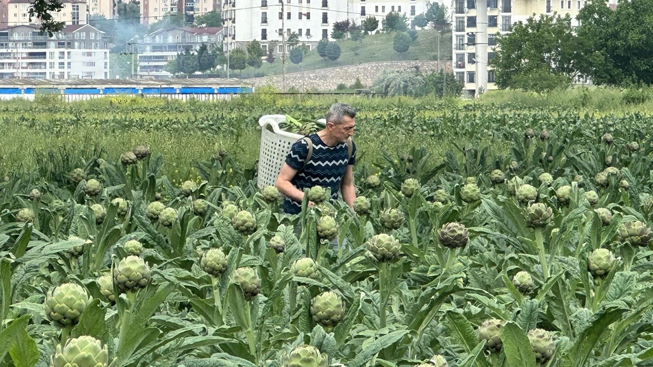 Lüks konut sitelerinin ortasında bir tarım adası