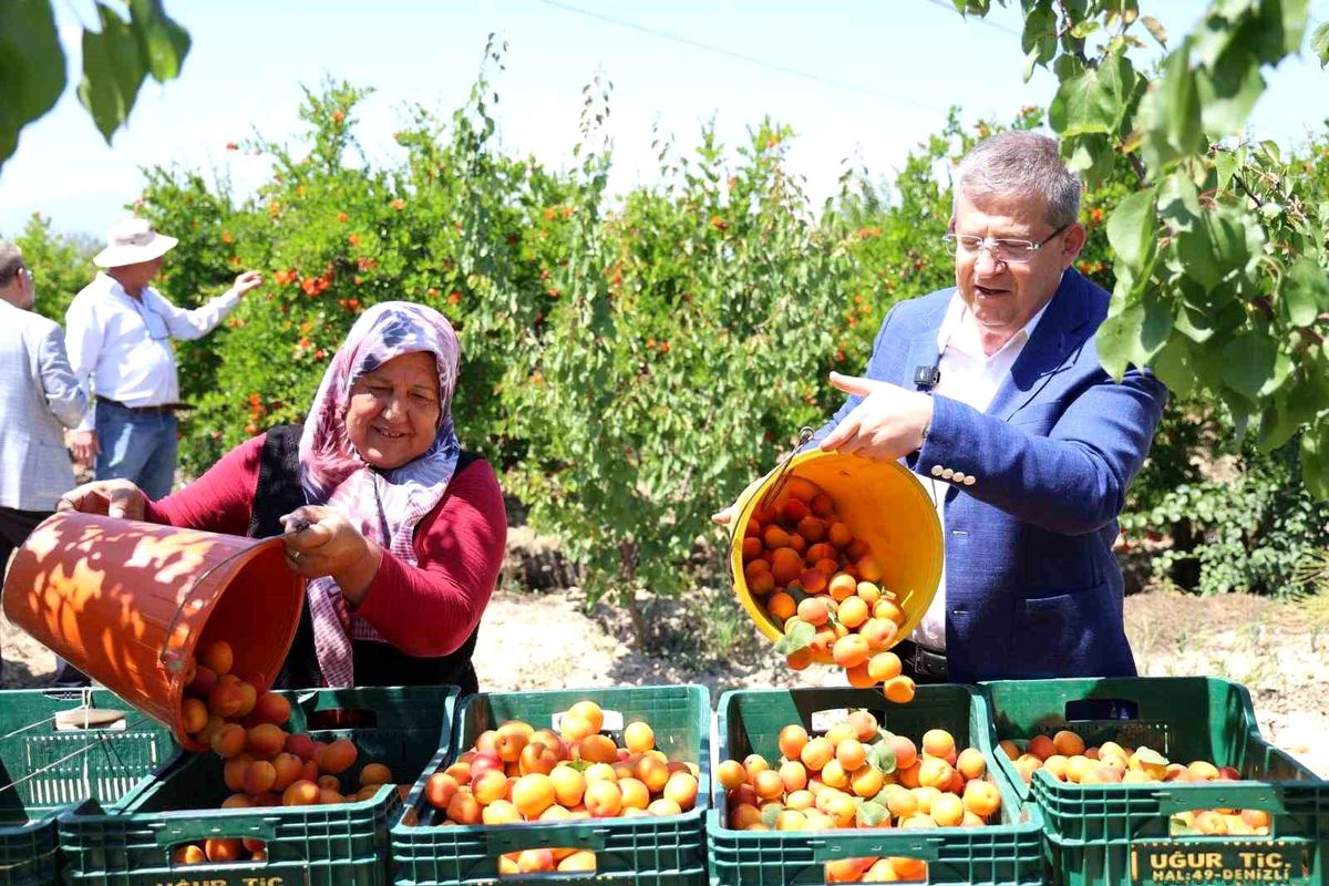 Başkan Subaşıoğlu kiraz ve kayısı üreticileriyle birlikte hasat yaptı