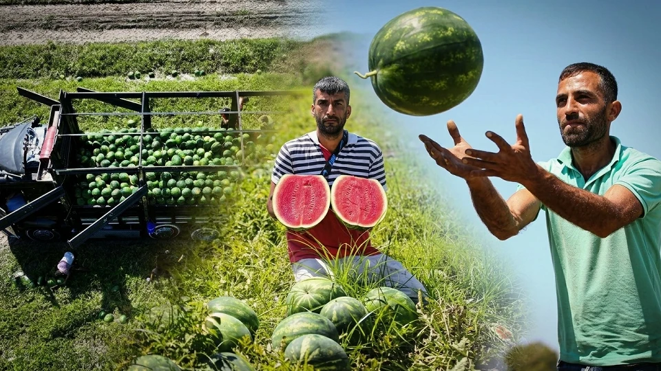 Adana Karpuzu: Tarladaki kilogram fiyatı mahsul artışıyla 18 TL'ye kadar geriledi | Ekonomi Haberleri