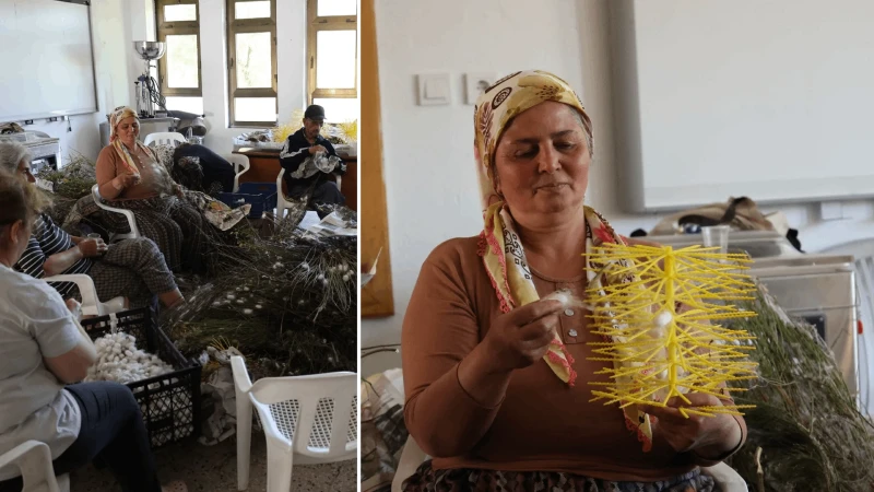 Muğla'da ipek böcekçiliğinde yaş koza hasadı başladı: Yaş koza nerede nasıl üretilir?