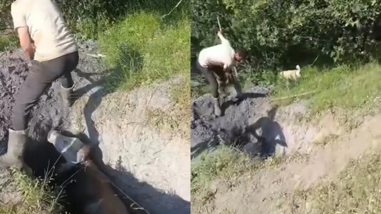 Merada otlayan büyükbaş hayvan define çukuruna düştü