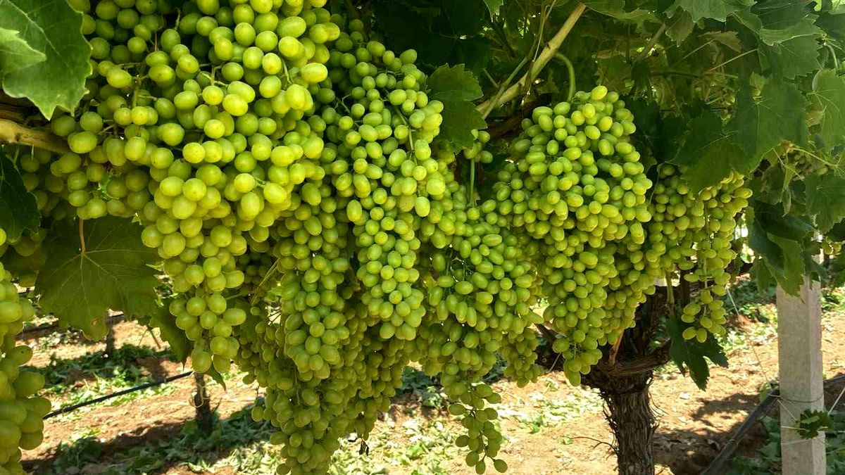 Sarıgöl'ün üzüm salkımları göz kamaştırıyor