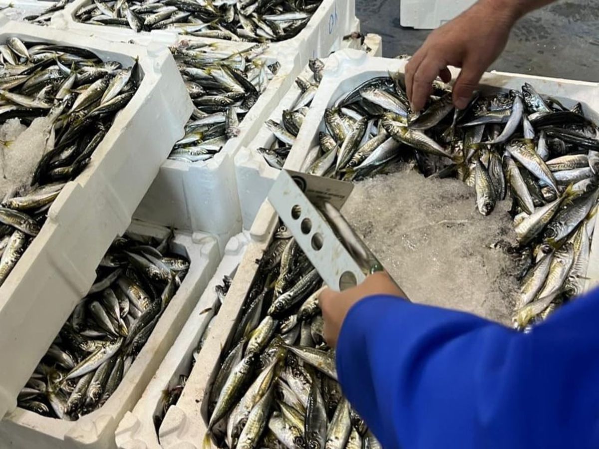 İzmir’de balık hali denetimi: 241 kilo kaçak su ürünleri ele geçirildi