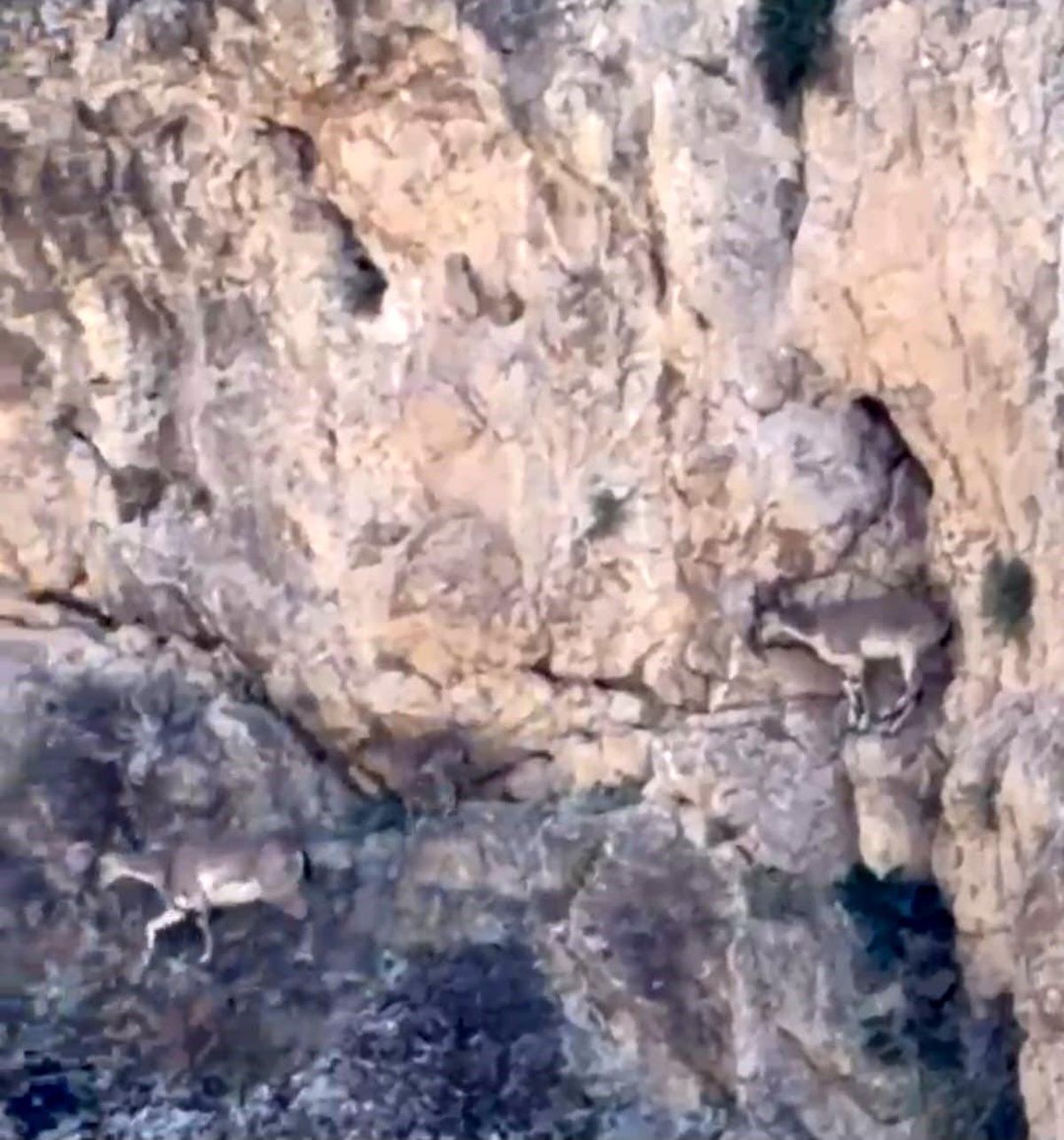 Malatya'da yaban keçileri sürü halinde görüntülendi