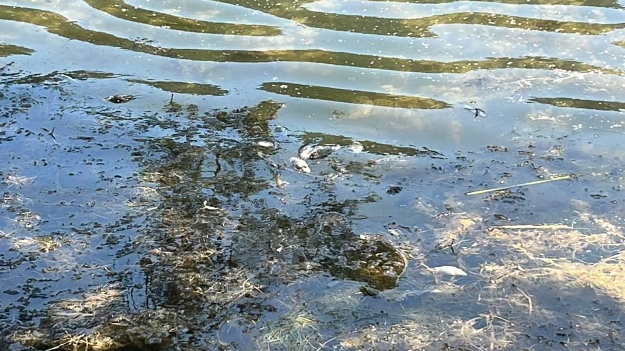 Bolu Gölcük Tabiat Parkı'nda korkutan balık ölümleri: Ekipler inceleme başlattı