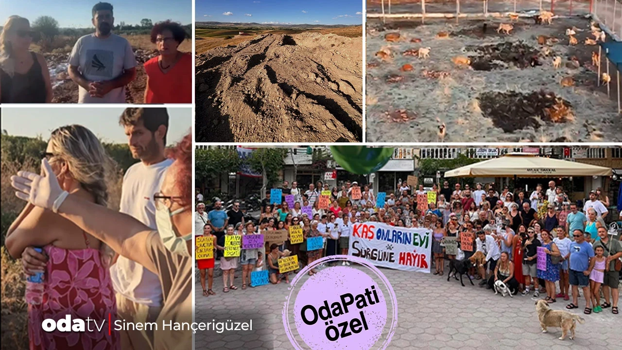 Didim'de 'ölü köpek' bilmecesi: 'Sistemde yaşıyor gözüküyor'... Diyarbakır'da yaşam alanı eleştirisi... Kaş'ta nakil tepkisi