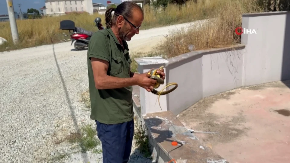 Sakarya'daki 'yılan avcısı' elleriyle yakaladığı hayvanları doğaya salıyor