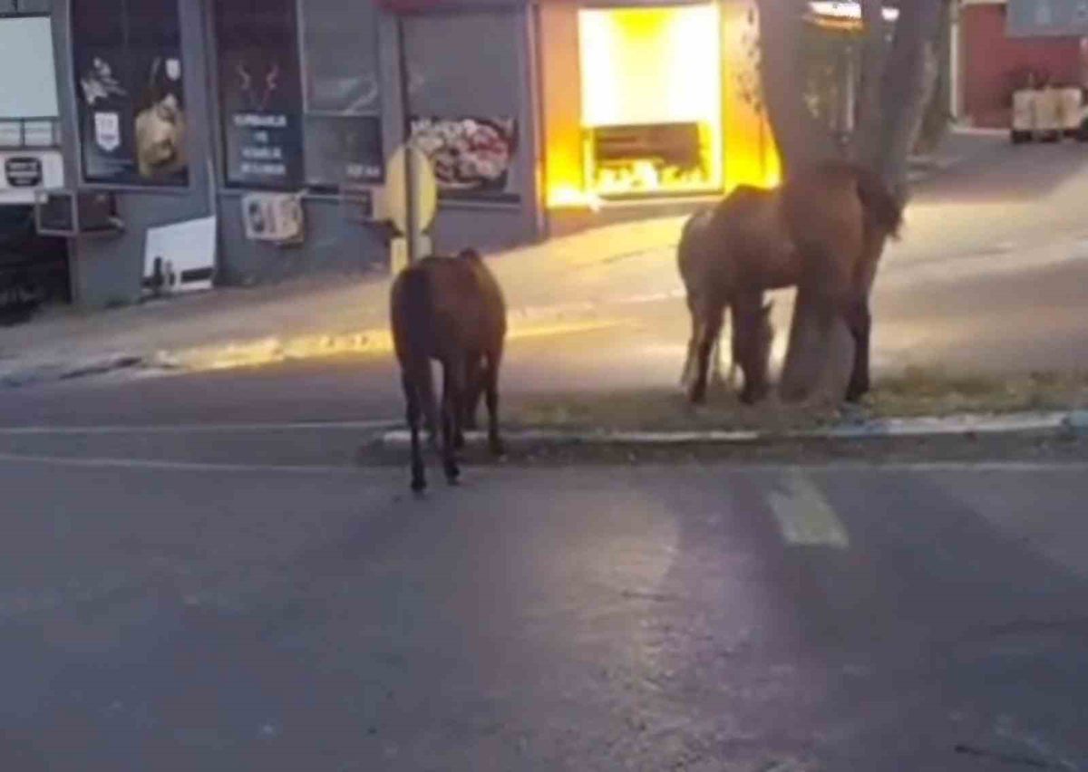 Atlar şehir merkezinde otlanırken görüntülendi