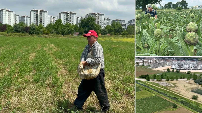 Lüks konutların arasında sıkışan miras: Hasanağa enginarı betonlaşmaya direniyor