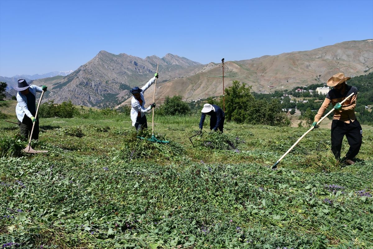 Hakkari'de besiciler ot hasadına başladı