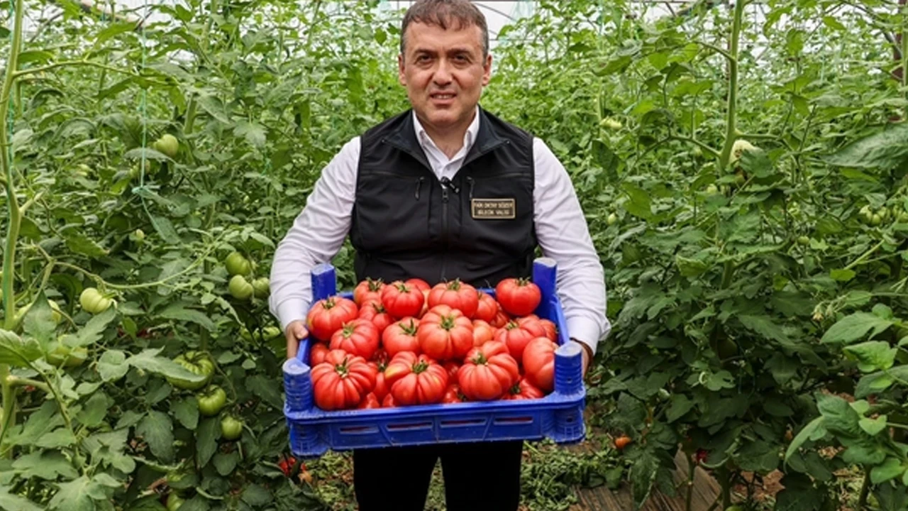 Hasadı resmen başladı, 8 ton verim elde edildi