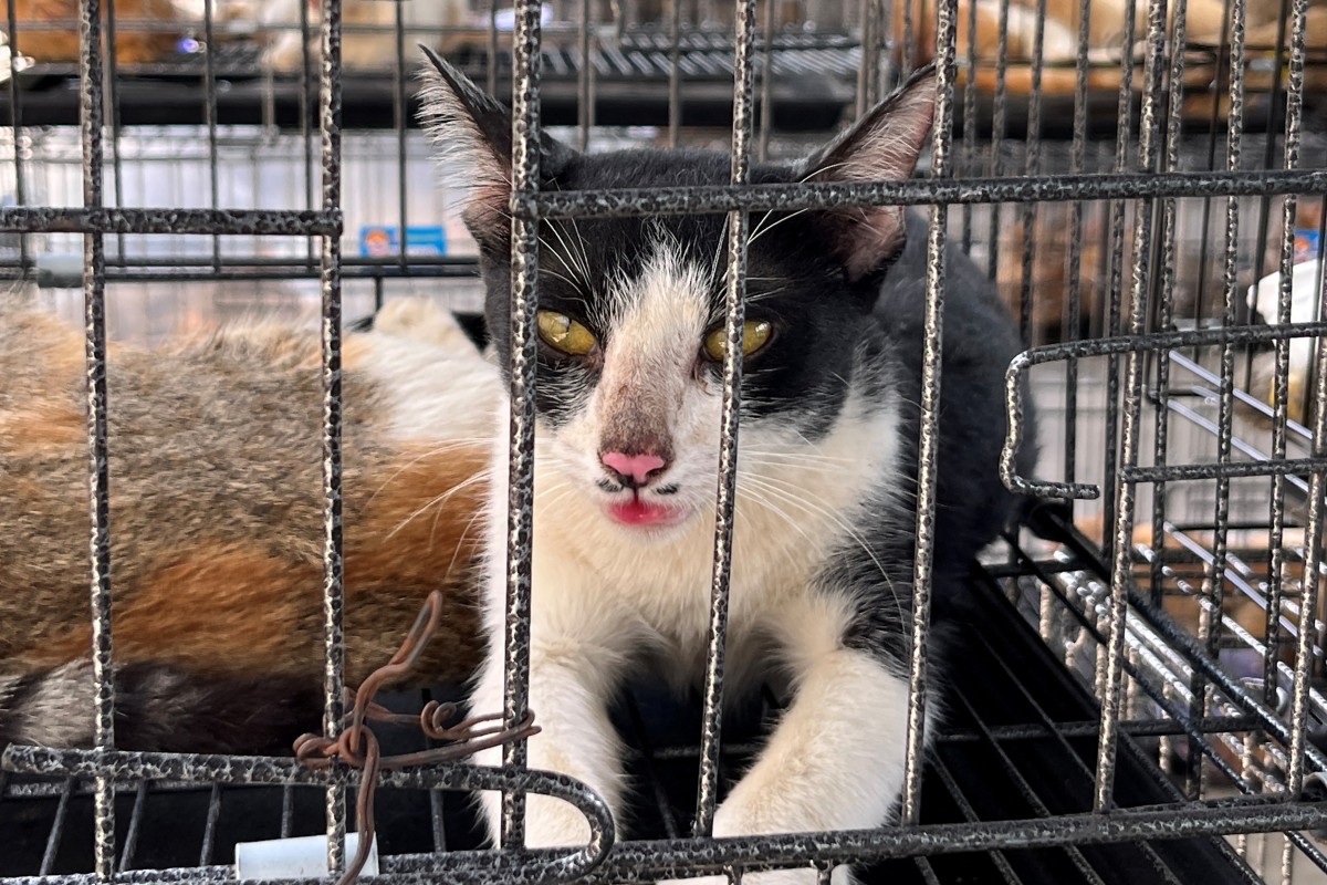 Kedi eti çetesine operasyon. 400 kedi kesilmekten son anda kurtarıldı