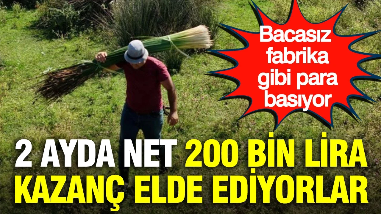 2 ayda net 200 bin lira kazanç elde ediyorlar: Bacasız fabrika gibi para basıyor
