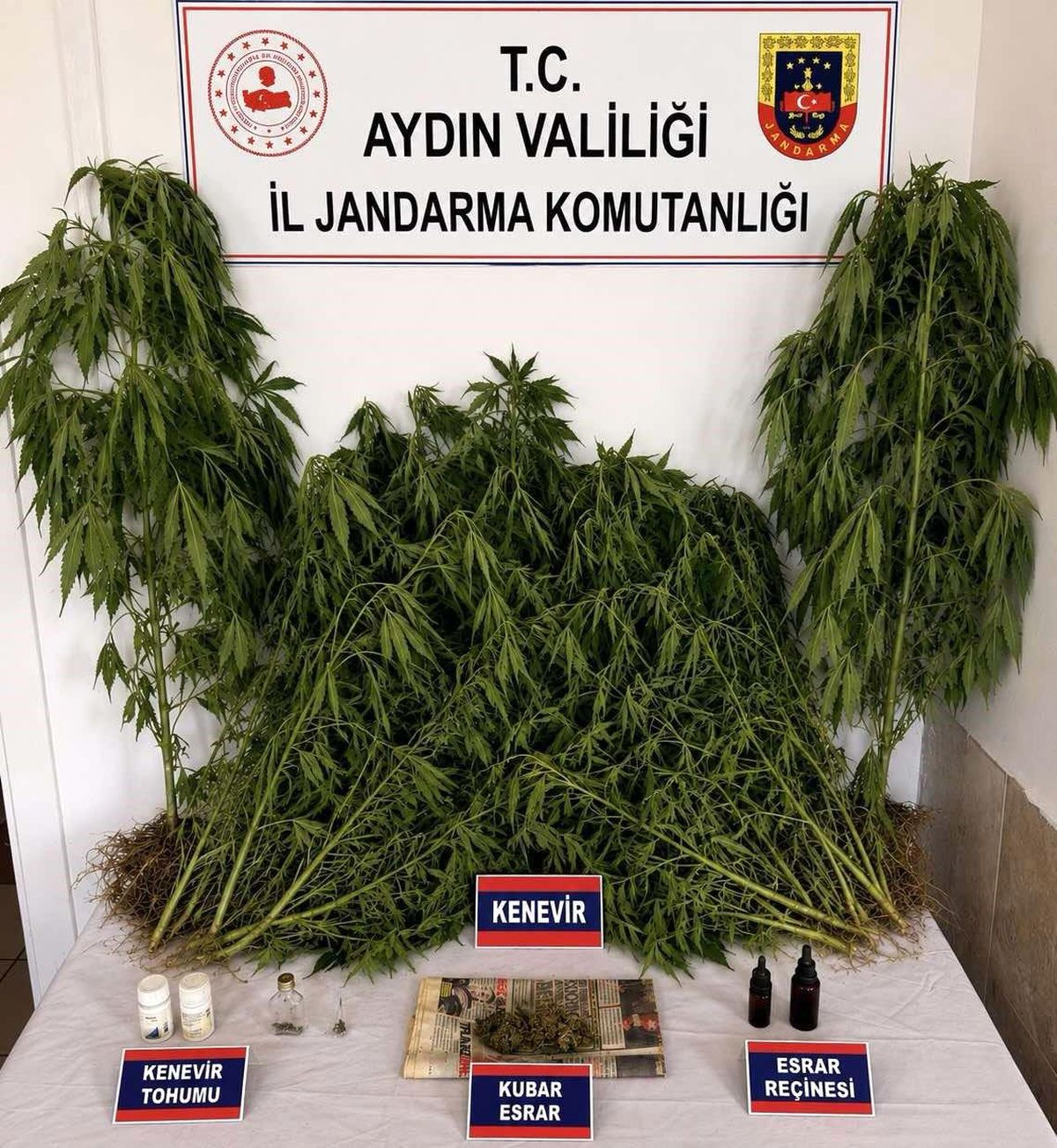 Ev ve bahçesinde kenevir yetiştiren şüpheli yakalandı
