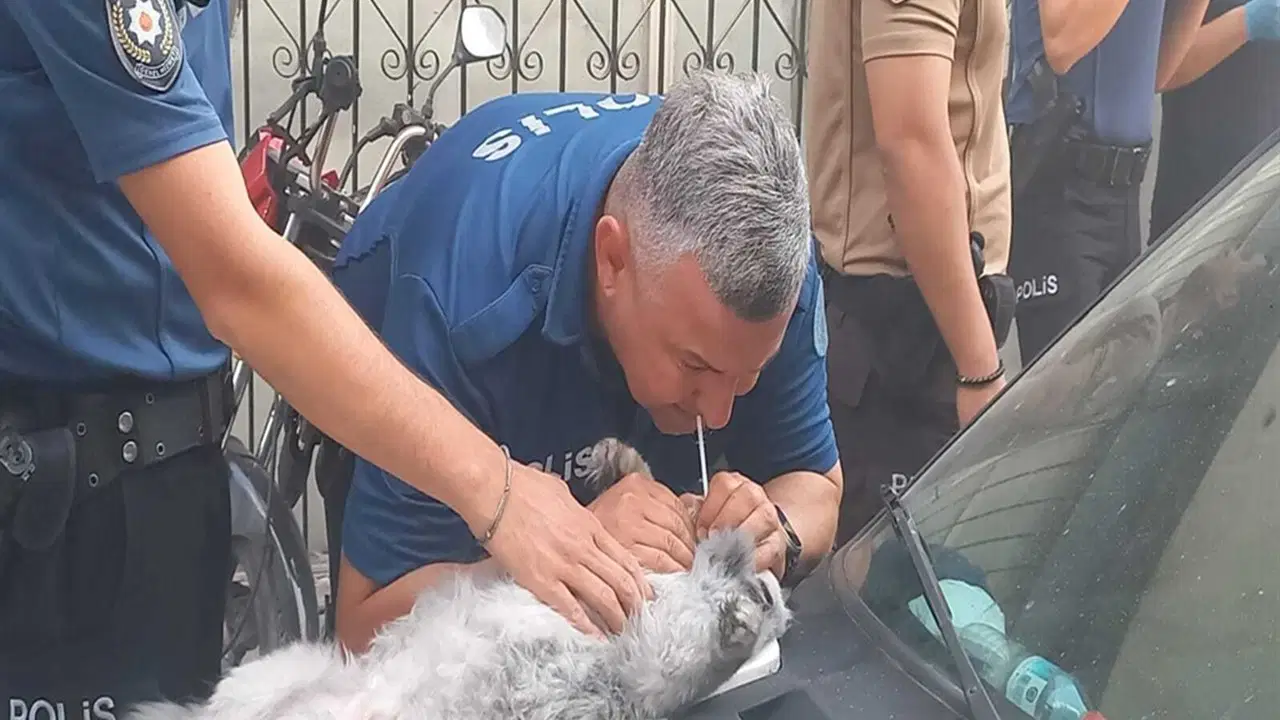 Kundaklandığı iddia edilen evde 4 kedi öldü: Bir polisin can kurtarma çabası kamerada