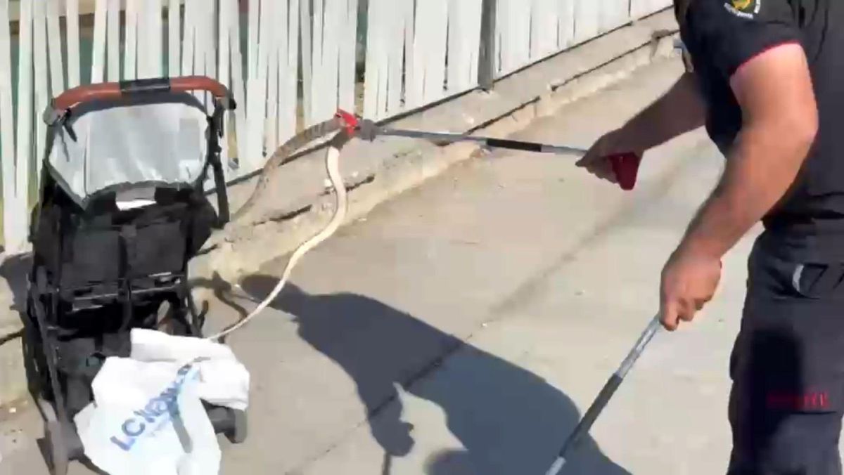 Şanlıurfa'da ağaçtan bebek arabasına yılan düştü