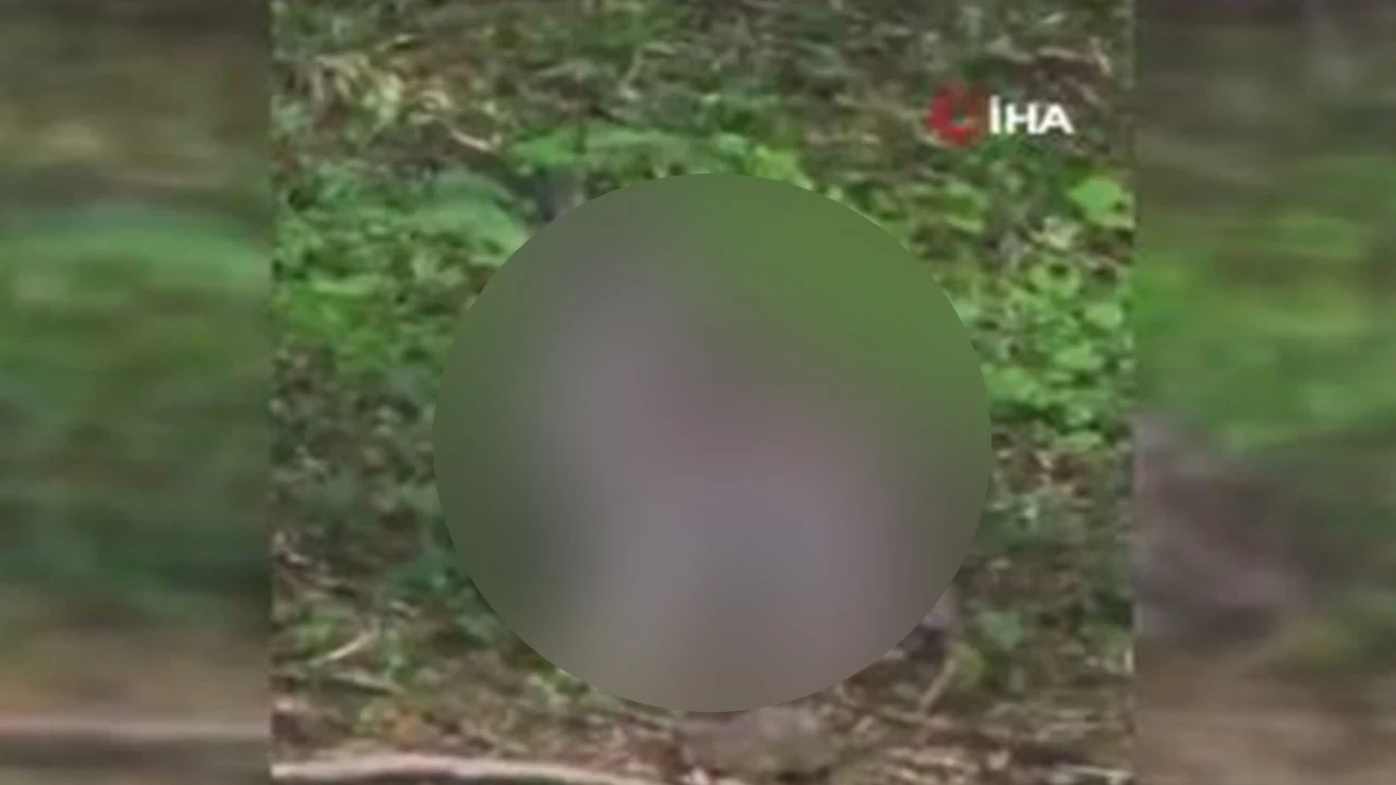 Kastamonu'da doğada 1 tanesi ortaya çıktı! Anadolu'da çok ender görülüyor