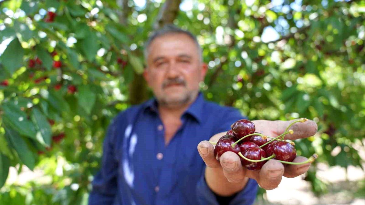 Tescilli Tokat kirazında hasat mesaisi başladı